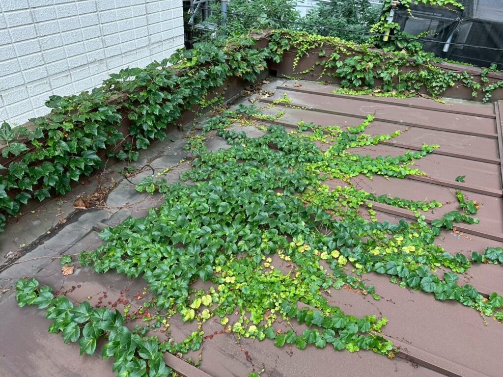 板橋区成増 施工前の既存屋根(つたの繁茂)