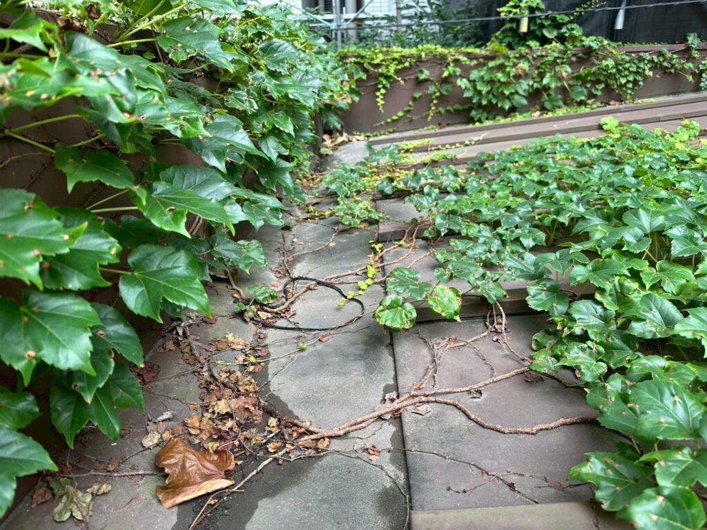 板橋区成増 既存屋根のつた繁茂状況(近景)