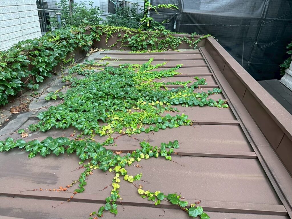 板橋区成増 既存屋根のつた繁茂状況(全景)