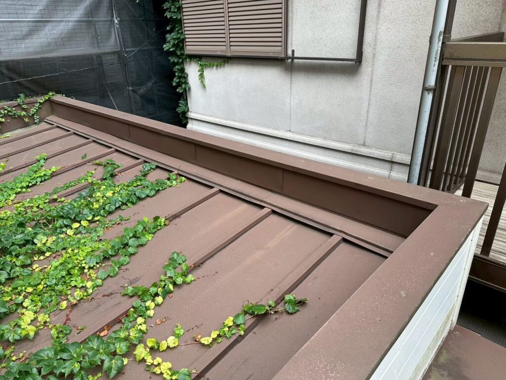 板橋区成増 パラペット際のつた(施工前状況)
