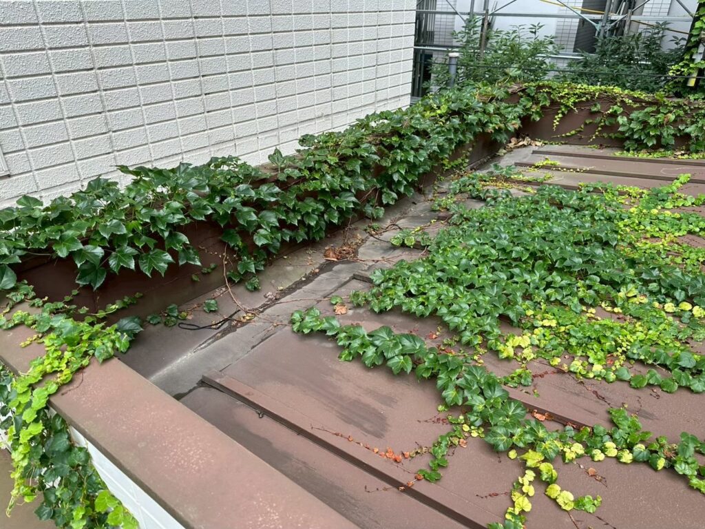 板橋区成増 既存屋根のつた繁茂状況(広範囲)